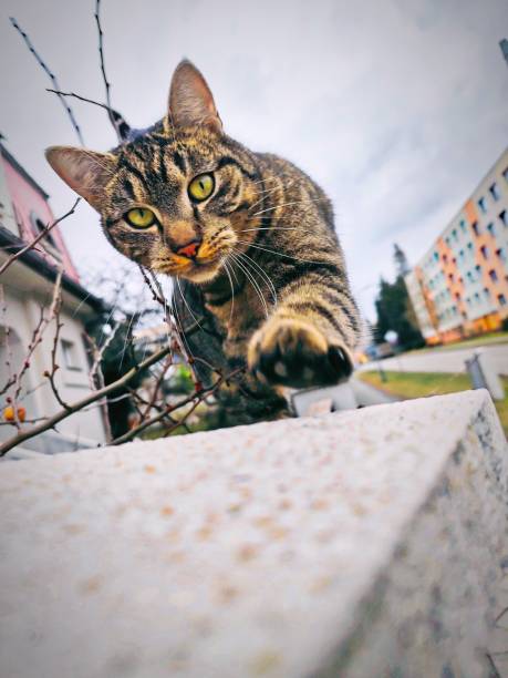 istock A beautiful striped cat is walking along the fence 2198961595
