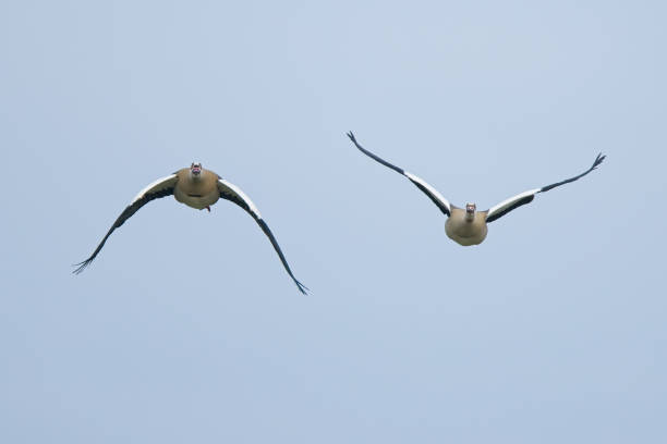 Brent Geese in flight over Bull Island. Feeds on eelgrass and algae along coasts. Known for migration to wintering grounds.