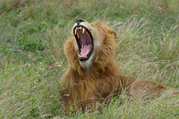 Female white lion (leucistic) in a South African Game Reserve. lying down in grass with its mouth open.