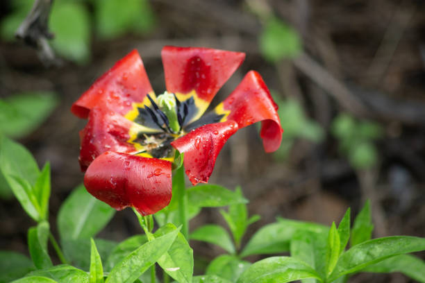A close-up of a beautiful tulip in a garden, covered in raindrops. Shot with a Canon 5D Mark IV.