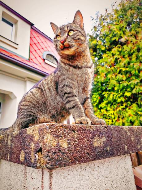istock A beautiful striped cat is sitting on the fence 2198964530