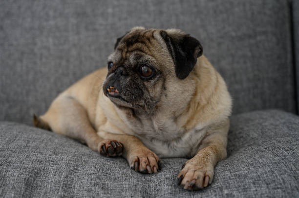 istock Charming pug relaxing on a cozy sofa in a modern living room setting 2198964539