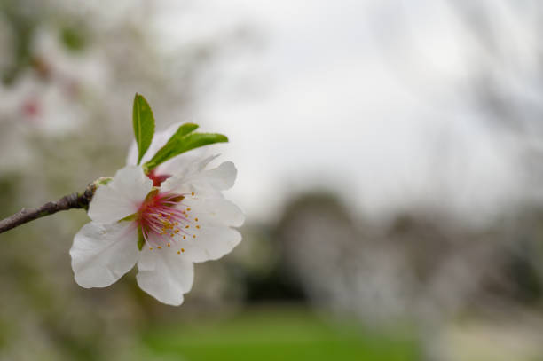 Blossom awakening in a serene garden under a cloudy sky during early springtime relaxation moments