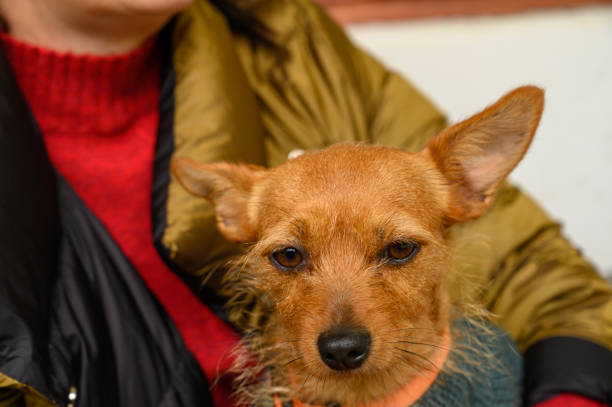 istock Brown dog relaxes in cozy setting with a person during a chilly afternoon 2198964569