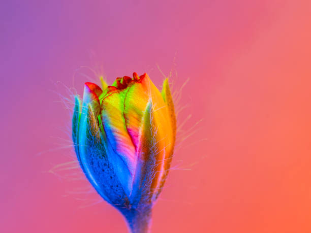 Brotes de la planta geranio en invierno iluminados con luces de colores
