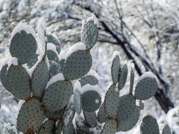 A single Peruvian Apple Cactus stands tall against a white background.