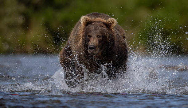 istock Brown Bear in Alaska 2198966591