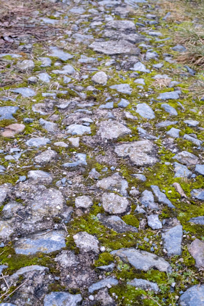 A detailed close-up view of an old rocky path covered with moss and small plants. The uneven surface and natural textures create a rustic and aged look.