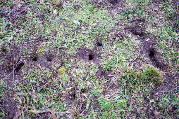 istock Close-Up of Small Animal Burrows in Grass 2198967040