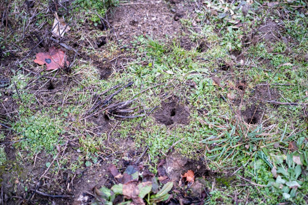 istock Close-Up of Small Animal Burrows in Grass 2198967047