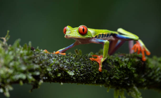 istock Red-eyed Tree Frog in Costa Rica 2198967169