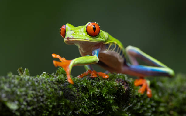 istock Red-eyed Tree Frog in Costa Rica 2198967170