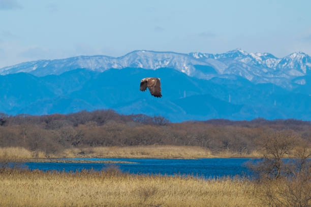 istock Eastern marsh harrier in flight over the riverside. 2198967540