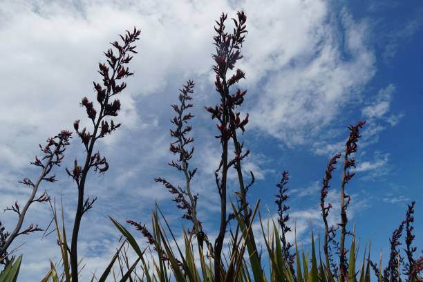 istock New Zealand Flax plant with sword-like leaves 2198968607