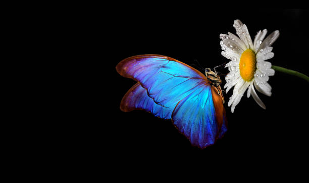 istock bright colorful blue morpho butterfly on chamomile flower in dew drops isolated on black. copy space 2198969012