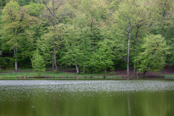 trees are reflected in the forest lake