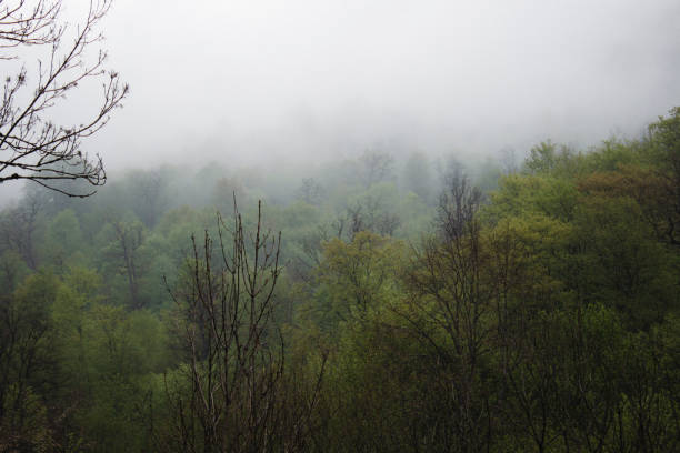 forest on the hills during fog