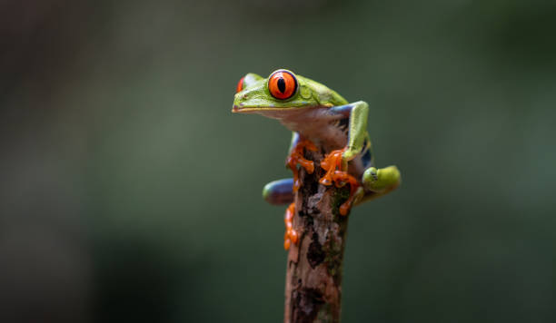 istock Red-eyed Tree Frog in Costa Rica 2198969692