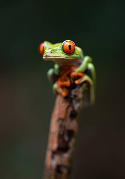 istock Red-eyed Tree Frog in Costa Rica 2198969694