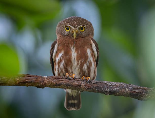 istock A Pygmy Owl in Costa Rica 2198969791