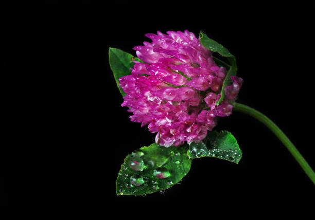 purple clover flower in water drops isolated on black