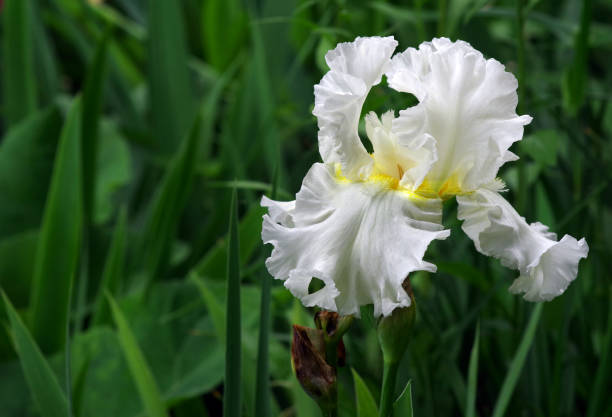 istock white iris flower in the garden. close up 2198970244