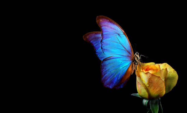 istock bright blue tropical morpho butterfly on a yellow rose in water drops. copy space 2198971291