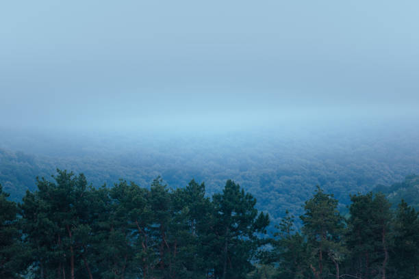 Fog enveloping a valley filled with trees at dawn, creating a serene and atmospheric scene viewed from above