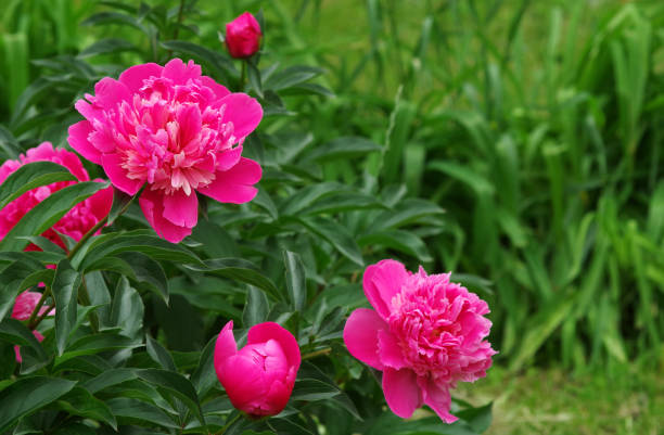 istock blooming peonies in the garden. bright pink peonies. 2198971594