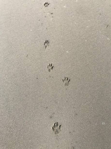 istock Border collie paws in the sand. 2198971772