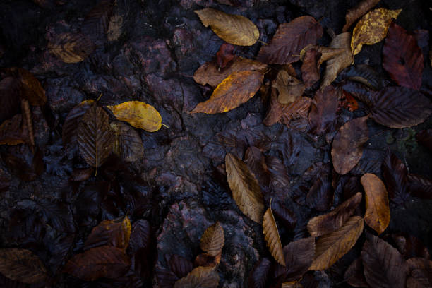 Autumn mood