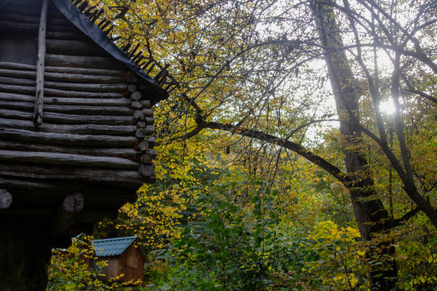 istock Wooden house in the forest on a tree 2198972188