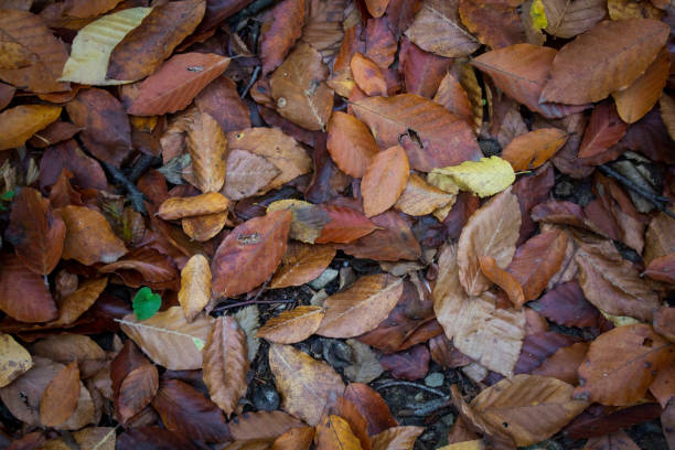 istock Autumn leaves in the forest 2198972211