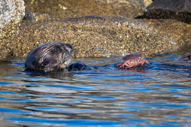 istock California Sea Otter eating Crab 2198975325