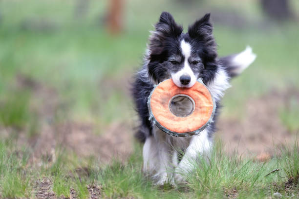a border collie is playing frisbee
