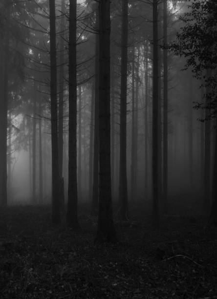 istock Dark foggy forest 2198975650