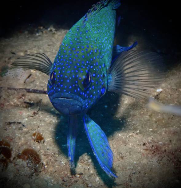 istock Enigmatic Beauty of the Western Blue Devil Fish 2198975659