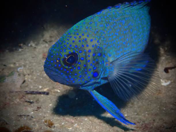 istock Enigmatic Beauty of the Western Blue Devil Fish 2198975677