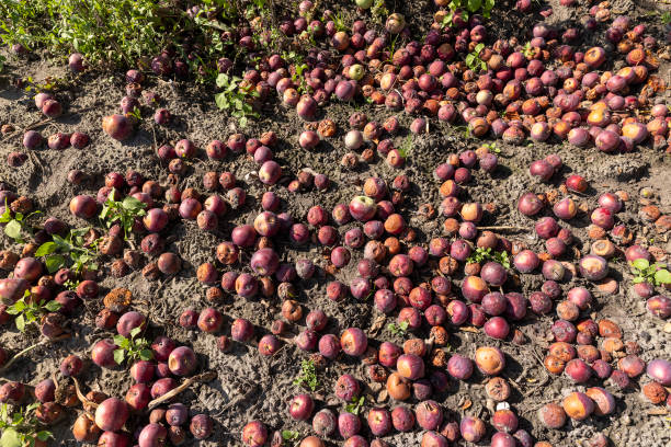fallen and wormy red apples in the orchard, a large number of red apples fell to the ground in an ecological garden without treating apples with pesticides