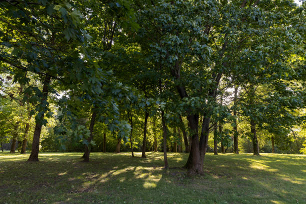 istock a park with lots of maple trees with green foliage in late summer 2198975845