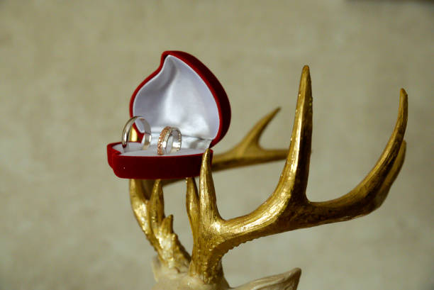 Wedding rings in a box in the shape of a red heart on artificial deer antlers