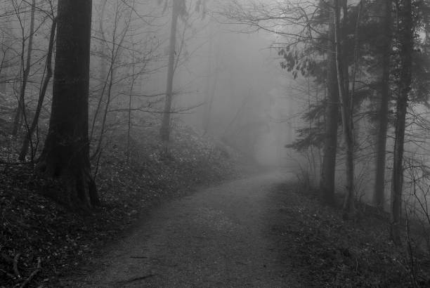Weg durch den nebligen Wald im Winter