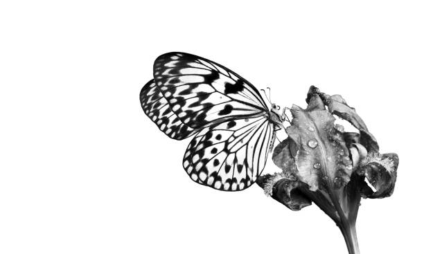 istock Bright tropical butterfly on iris flower in water drops isolated on white. Black and white. Butterfly on flowers. Rice paper butterfly. Large tree nymph. White nymph butterfly. 2198976309