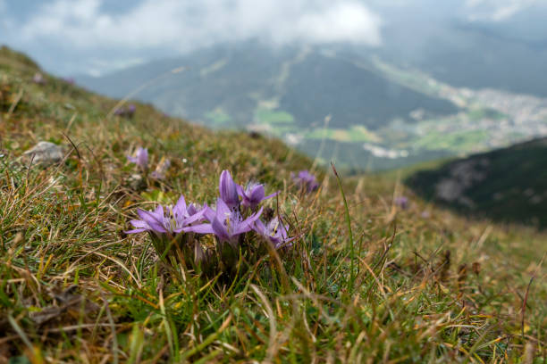 Flowers at Nordlinger hut on Karwendel Hohenweg, Austria in autumn