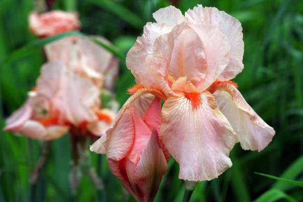 istock tender beige irises. iris flowers in the garden. 2198977163