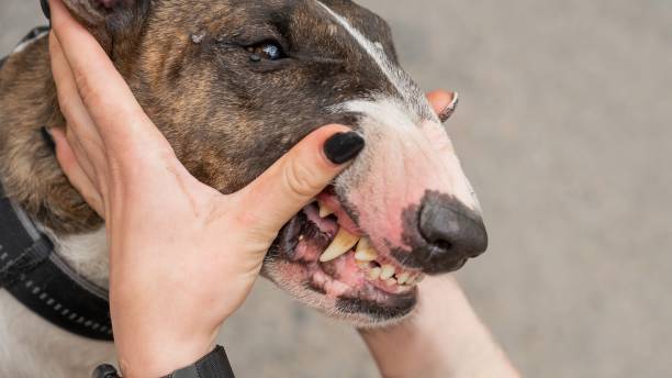 istock The owner squeezes the muzzle of a bull terrier outdoors. 2198977832