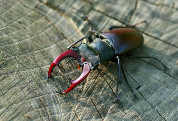 Close up on woman’s hands, holding a stag beetle.