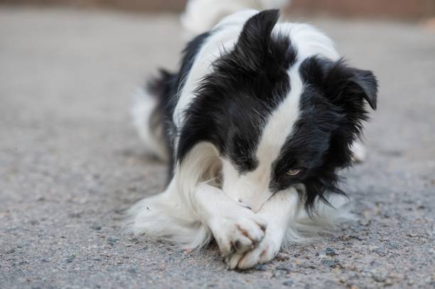 istock Border collie dog doing exercise shame outdoors. 2198979063