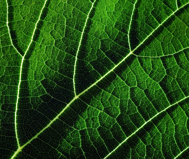 istock green leaf texture background. macro photo of a leaf 2198980675