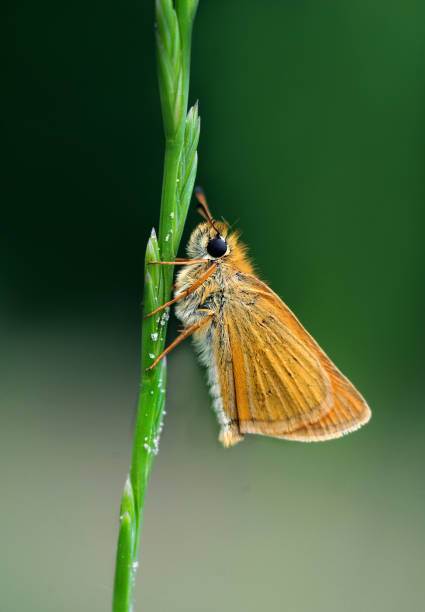 istock Small skipper. Small fluffy moth on a green blade of grass. Butterfly on the grass 2198980932